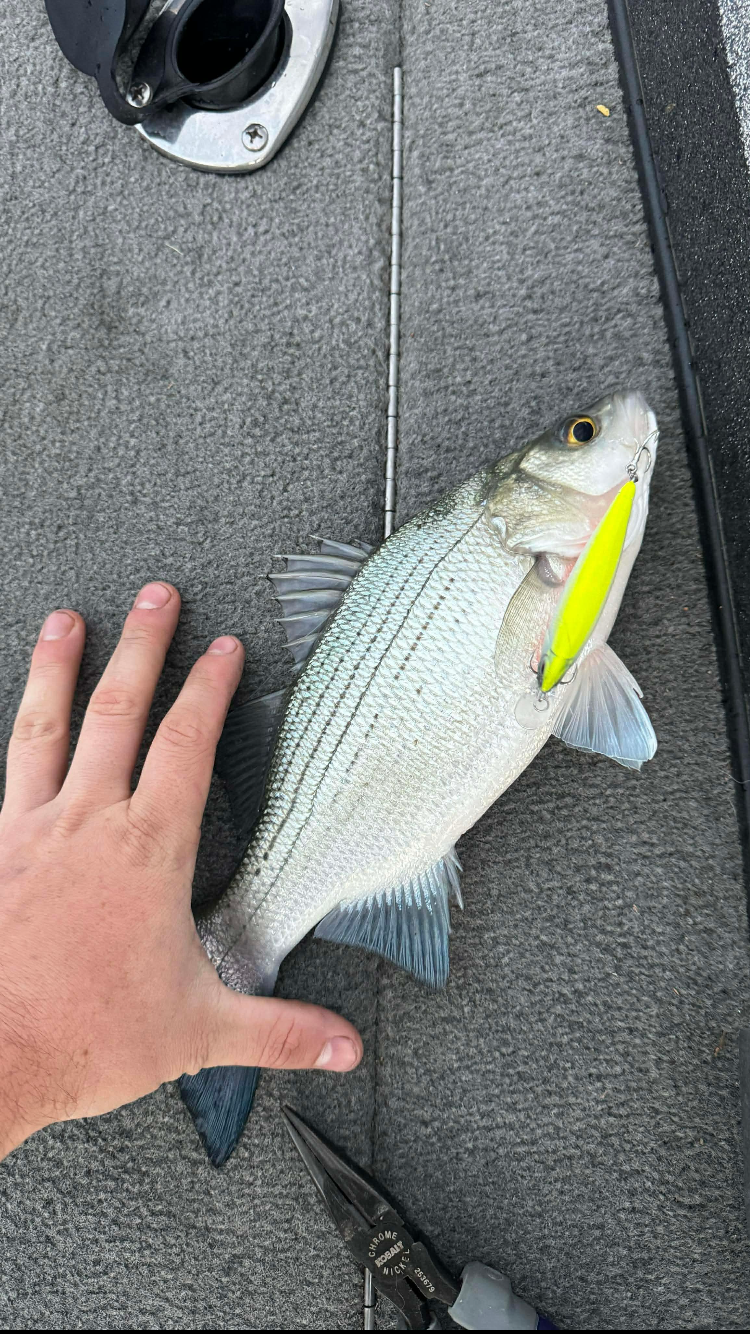 Death Twitch Jerkbait