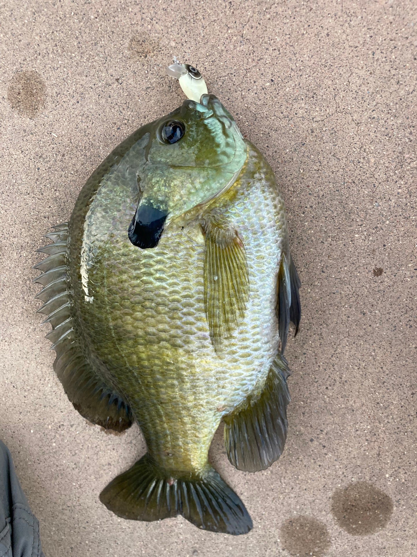 Micro Crank Bait Sets