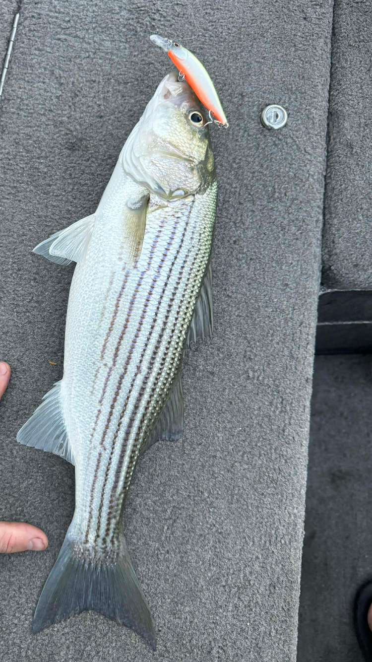 Death Twitch Jerkbait