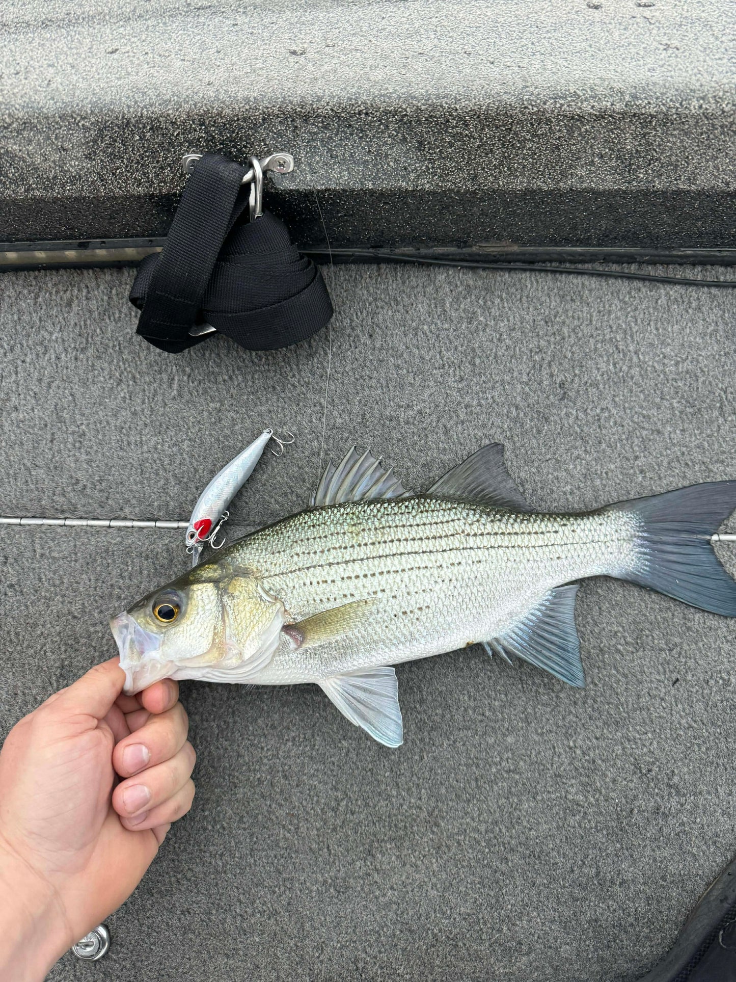 Death Twitch Jerkbait