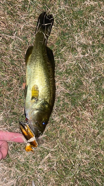 Mad Mallard Crankbait Kit